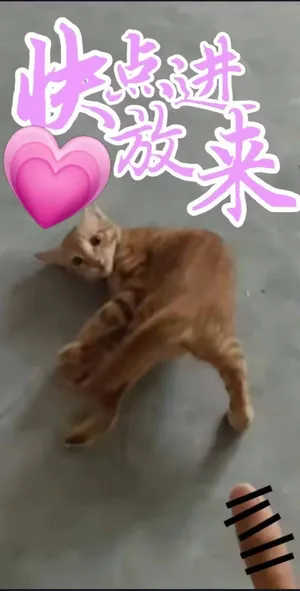 哈基米